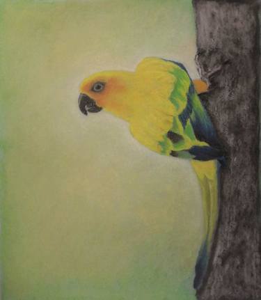 Parrot Sun Conure thumb