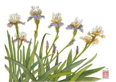 Several Irises thumb
