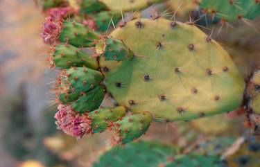 Print of Documentary Nature Photography by Icela Pereida