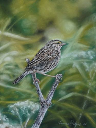 Savannah Sparrow thumb