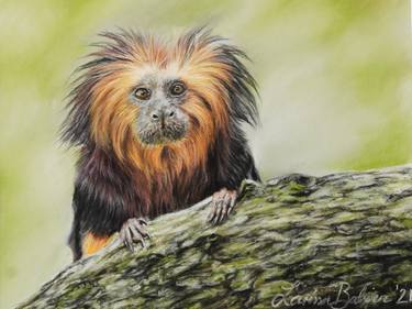 Golden-headed Lion Tamarin thumb