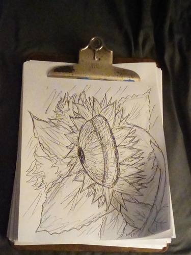 A Sketch of a Sunflower in Bloom thumb