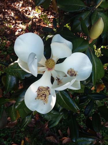 Magnolia Blossom - Limited Edition of 99 thumb