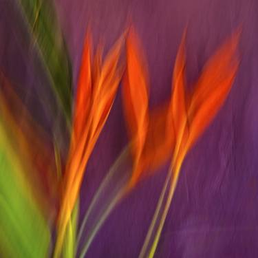 Print of Abstract Floral Photography by Bruce Peebles