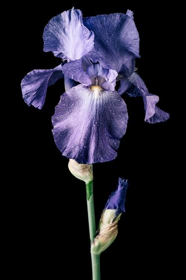 Purple Iris on Black - Limited Edition of 100 thumb