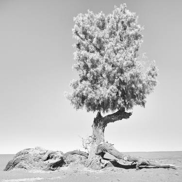 Print of Figurative Landscape Photography by Rosa Frei