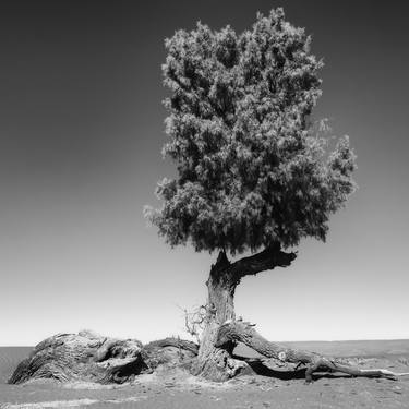The seasonal desert II (No 2 out of a series of 4 images). thumb
