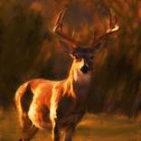 Collection Animals and Wildlife