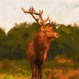 Collection Animals and Wildlife