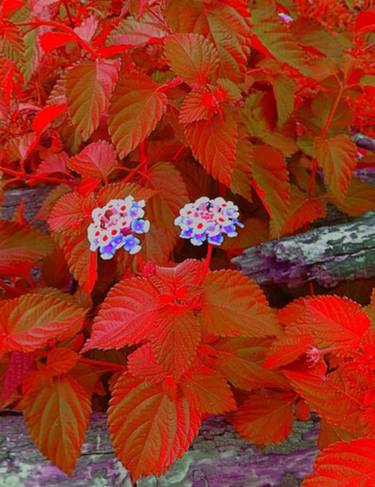 Glowing Floral thumb