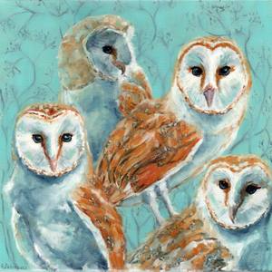 Barn owls