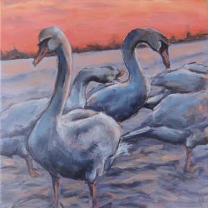 Swans in the Sunset Rays