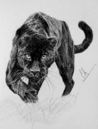 Original Realism Animal Drawing by Christina Diamond