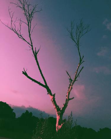 Original Abstract Tree Photography by Michael Mojapelo