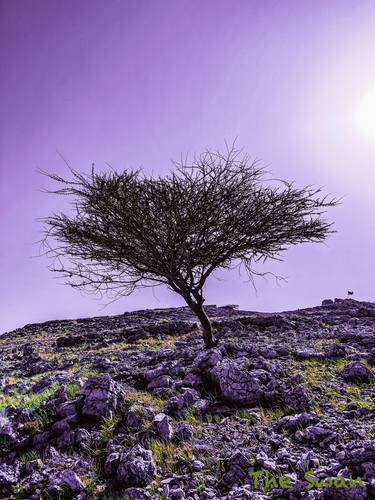 Oman. Lavender World, fine art photography thumb