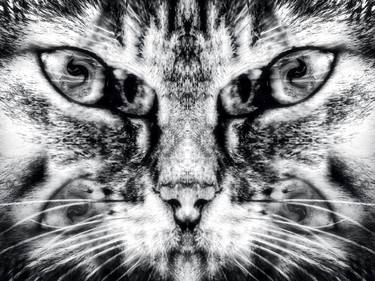 Schrödinger's Cat In Quantumspace thumb