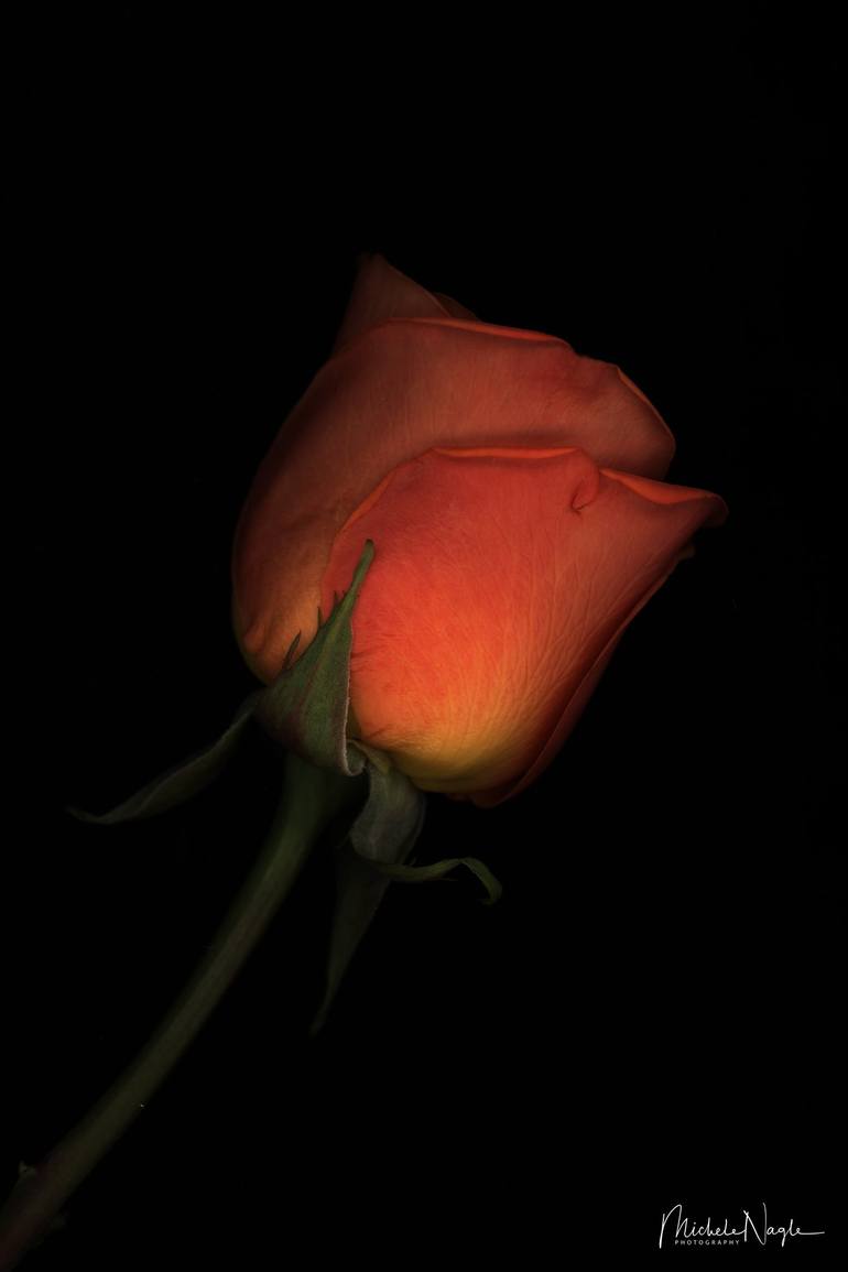 Orange Rose 01 Photography by Michele Nagle Saatchi Art