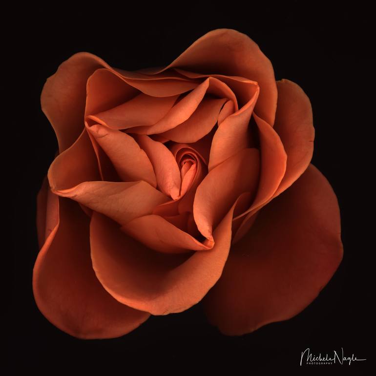 Orange Rose 03 Photography by Michele Nagle Saatchi Art