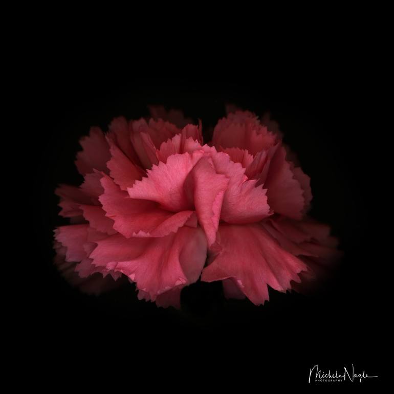 Carnation 01 Photography by Michele Nagle Saatchi Art