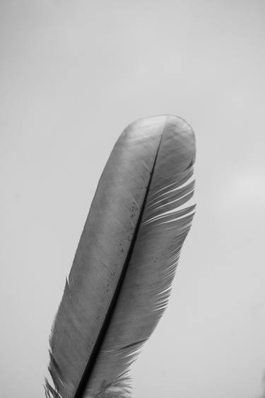Feather Series-1 - Limited Edition of 10 thumb