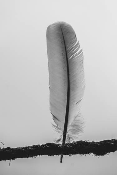 Feather Series-2 - Limited Edition of 10 thumb