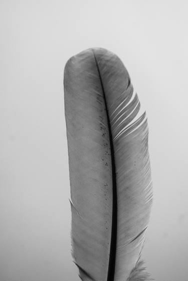 Feather Series-3 - Limited Edition of 10 thumb