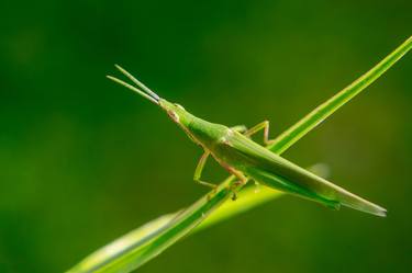 Print of Nature Photography by M S Sheriff