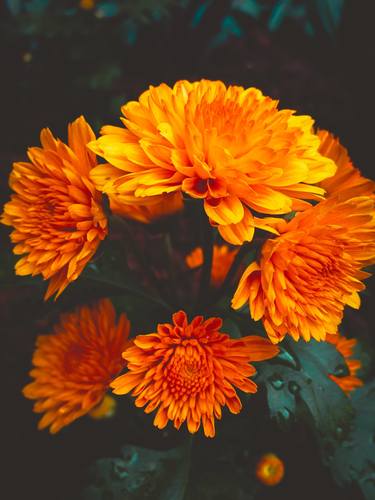 Print of Floral Photography by M S Sheriff