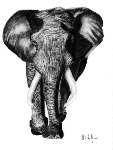 Elegant Elephant thumb