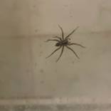 Spiders - Sprit Guides by Yeshaya Dank 2026 - 1 by Yeshaya Dank