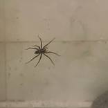Spiders - Sprit Guides by Yeshaya Dank 2026 - 2 by Yeshaya Dank
