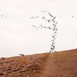 Collection 2026 Art Market Trends: Dream Logic