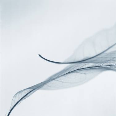 Translucent Leaves #10 - Limited Edition of 150 thumb