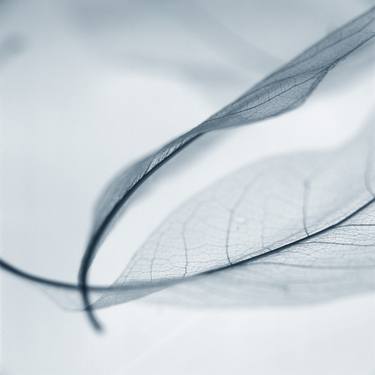 Translucent Leaves #9 - Limited Edition of 150 thumb