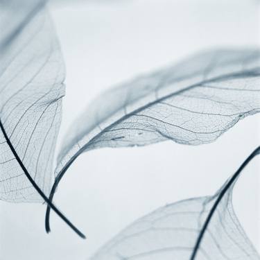 Translucent Leaves #7 - Limited Edition of 150 thumb