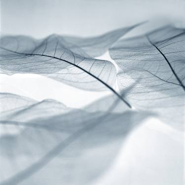 Translucent Leaves #3 - Limited Edition of 150 thumb