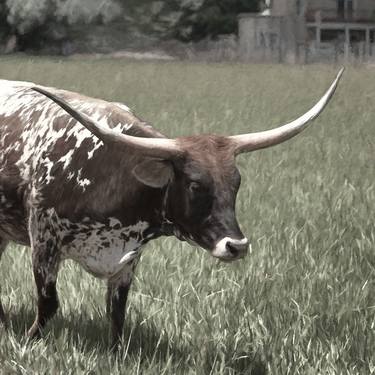 Longhorn Beauty - Limited Edition of 25 thumb