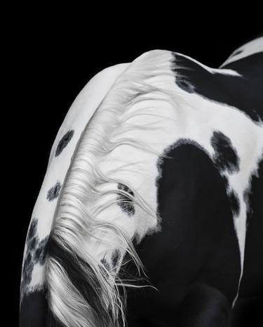 Original Abstract Horse Photography by Astrid Harrisson