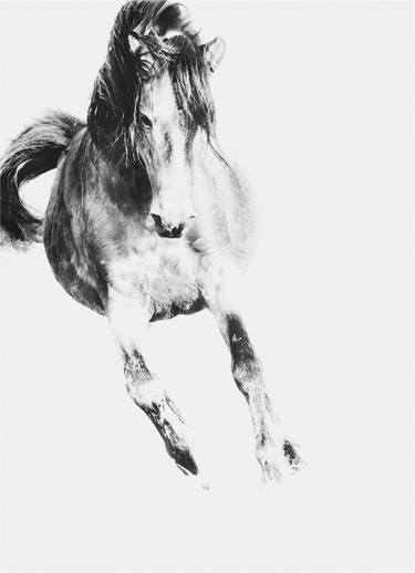 Original Black & White Horse Photography by Astrid Harrisson