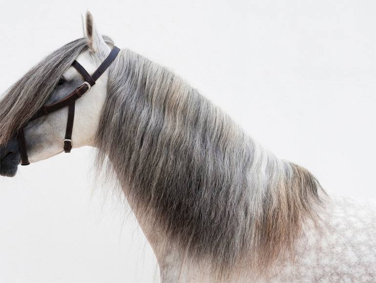 Original Abstract Animal Photography by Astrid Harrisson