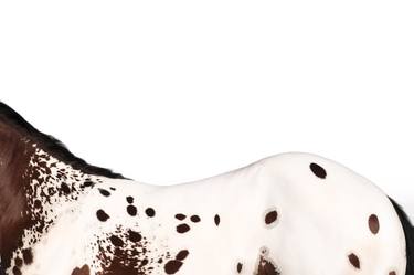 Profile: Appaloosa - Limited Edition of 100 thumb