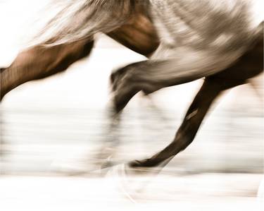 Original Abstract Animal Photography by Astrid Harrisson