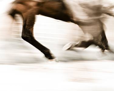 Print of Abstract Animal Photography by Astrid Harrisson