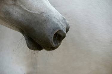 Original Abstract Animal Photography by Astrid Harrisson
