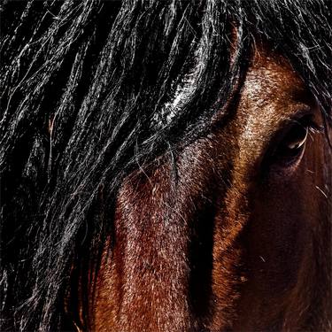 Original Horse Photography by Astrid Harrisson