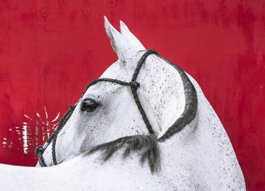 Polo pony on red - Limited Edition of 10 thumb