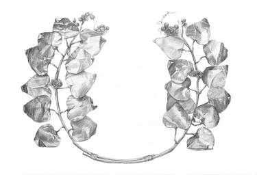 Print of Fine Art Botanic Drawings by Irina Anikina