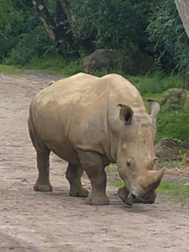 Rhino thumb