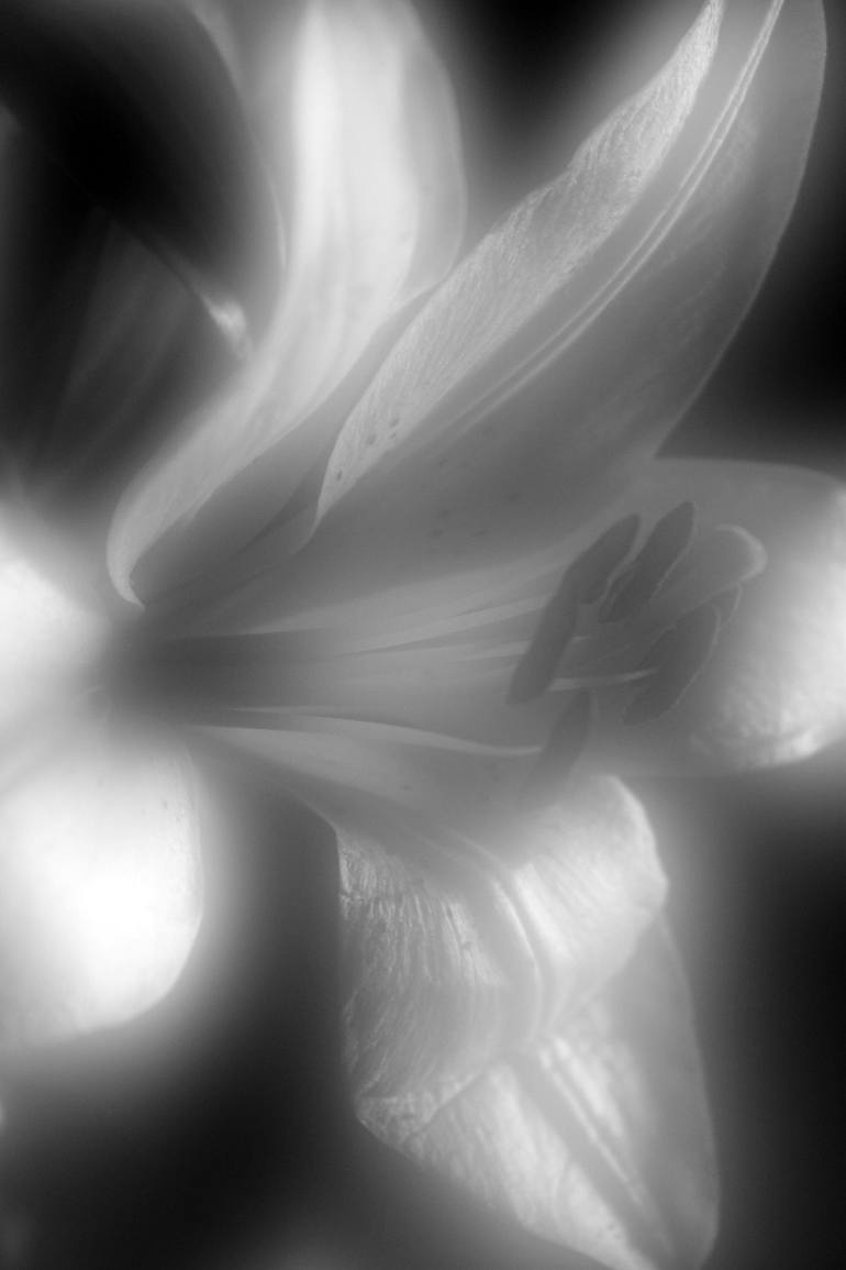 Lilys Of The Light