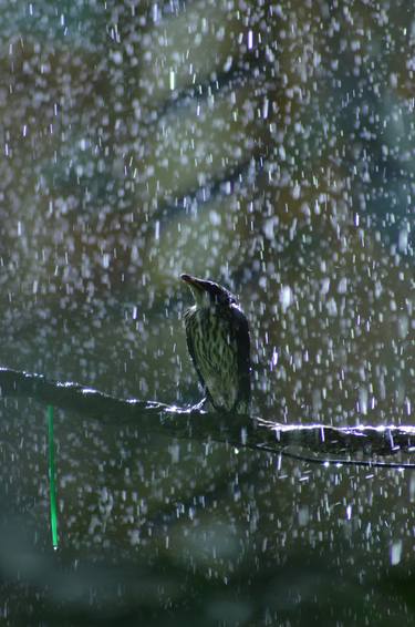 Bird in Rain thumb